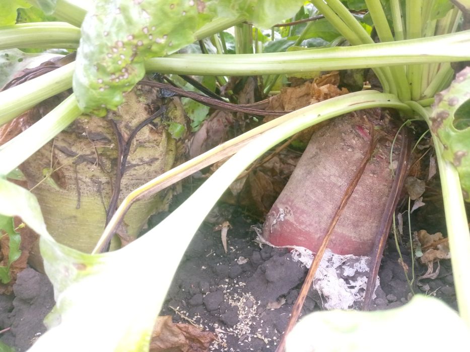 Продам Кормовий буряк