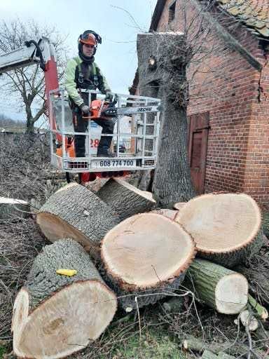 Wycinka i korekta drzew, Nowy Dwór Gd, Krynica Morska, Elbląg, Malbork