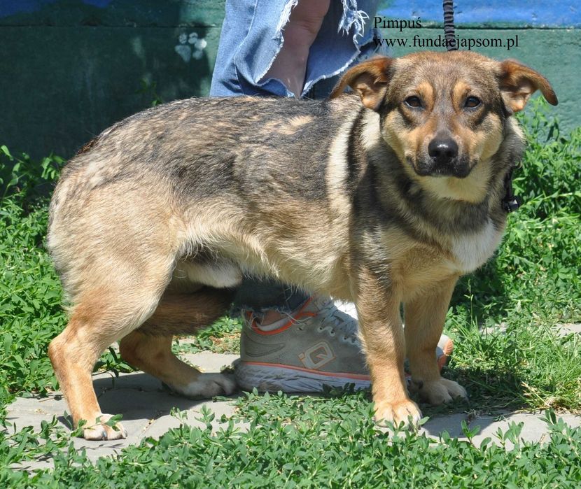 Pimpuś przyjacielski piesek do adopcji