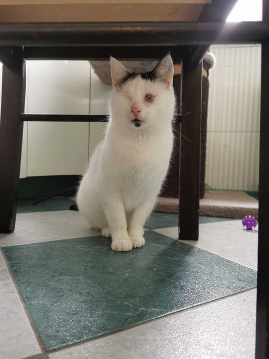 Miłość jest ślepa