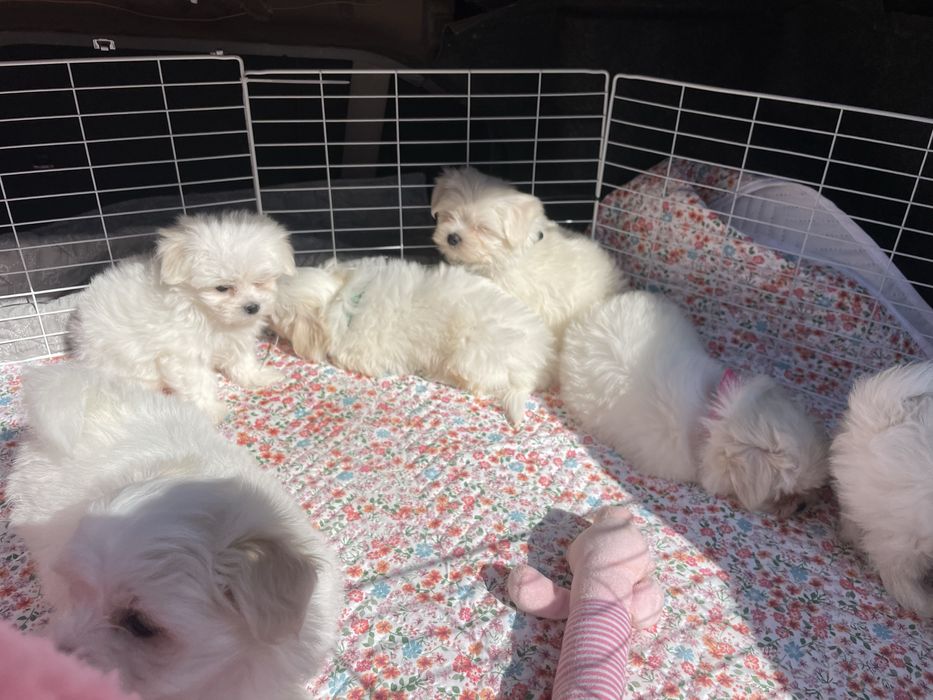 Мальтийские Болонки КСУ