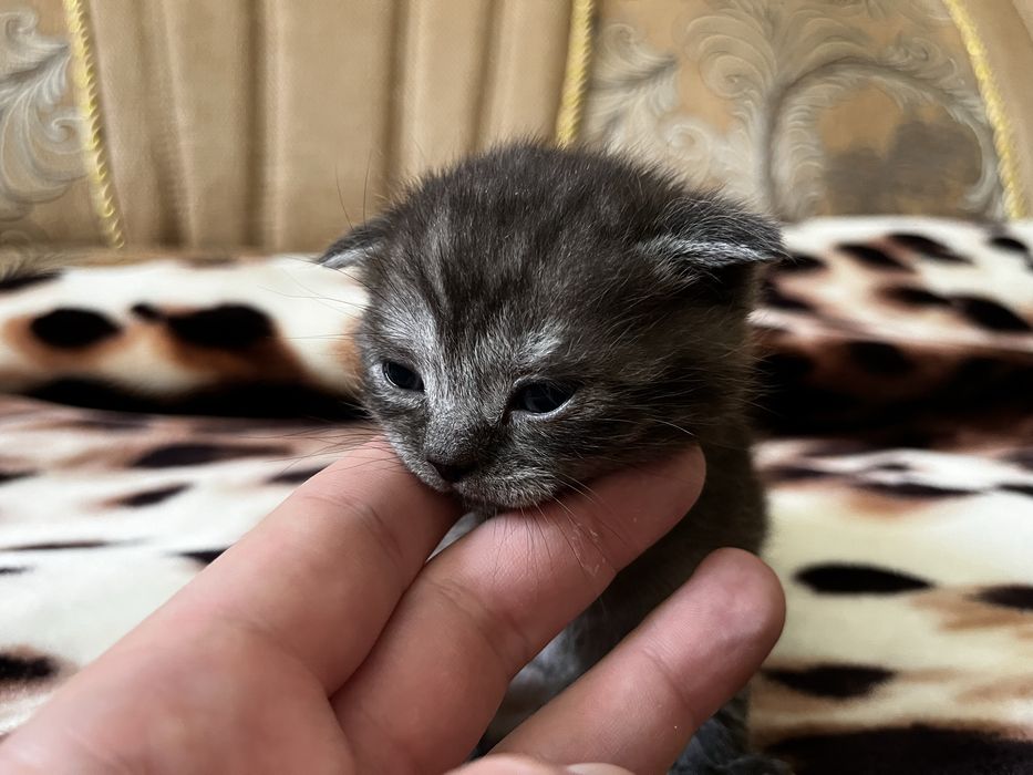 Кошенята шотландські