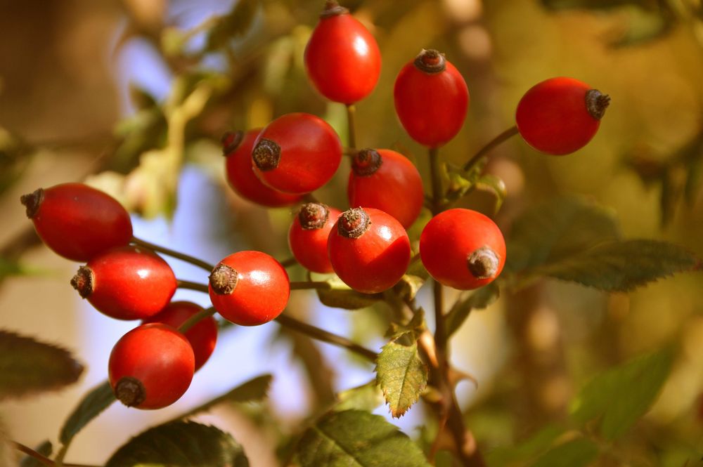 DZIKA RÓŻA Świeże Owoce Dzikiej róży z Bieszczad  100% Natury 2 KG