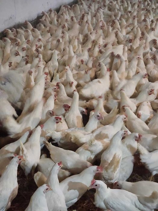 Kury nioski Rosa Leghorn Messa młode z jajkiem. Dowóz Gratis Zapraszam