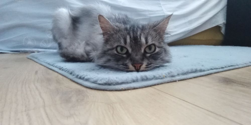 Передержка котика/кошки