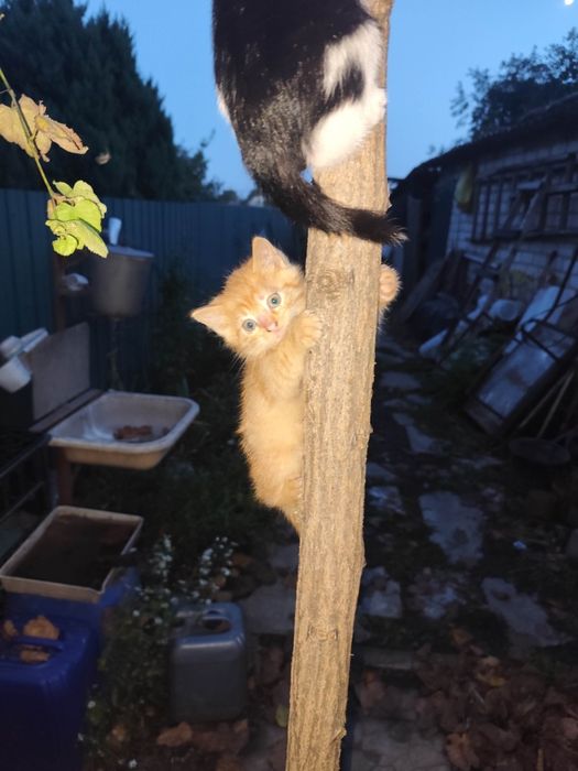 Милые котята в добрые руки!