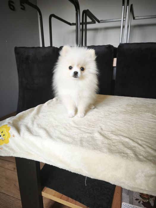 Szpic miniaturowy pomeranian