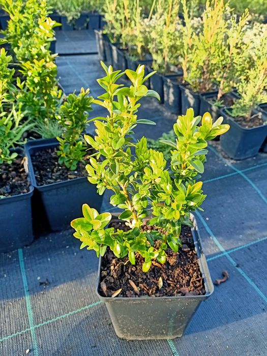 Самшит (Buxus) ! В контейнере Р11 (1л.) 20-30см.