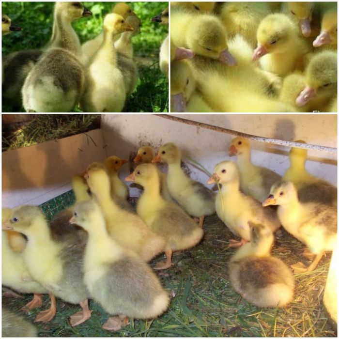 Гусы Датский Легарт