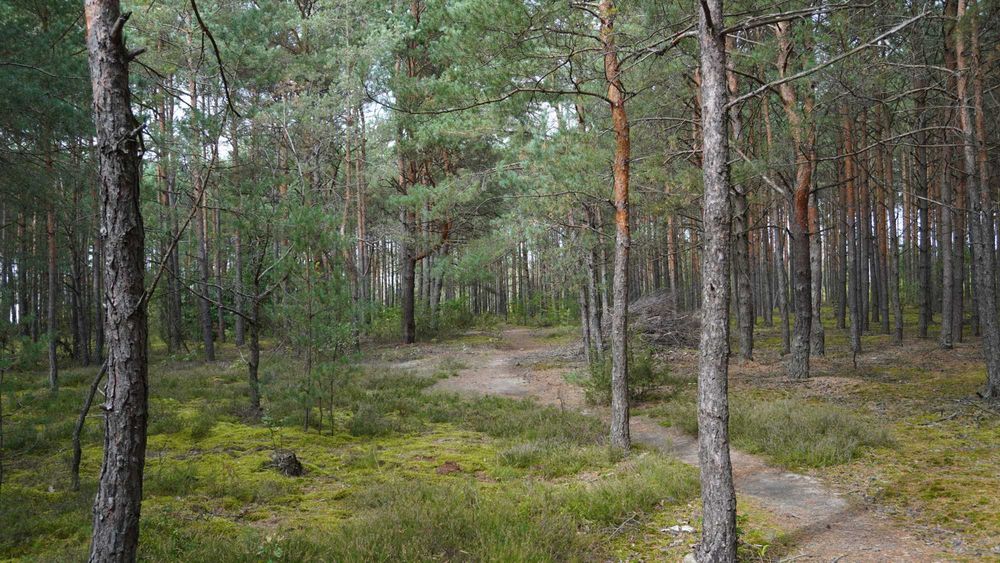 Malownicze działki budowlane Rogóźnia - Widok 5