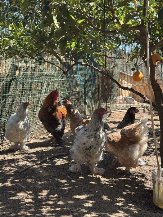 OVOS sedosa, fénix, orpington, araucana, leghorn e brahma