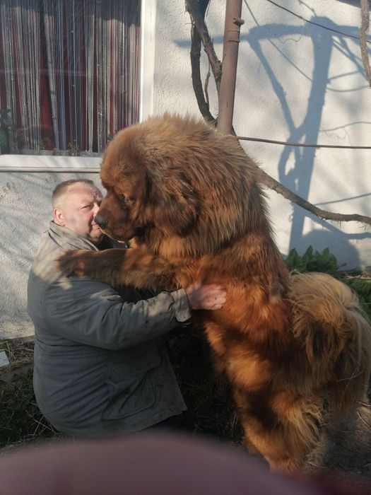 Тібецький мастіф  дівчинка