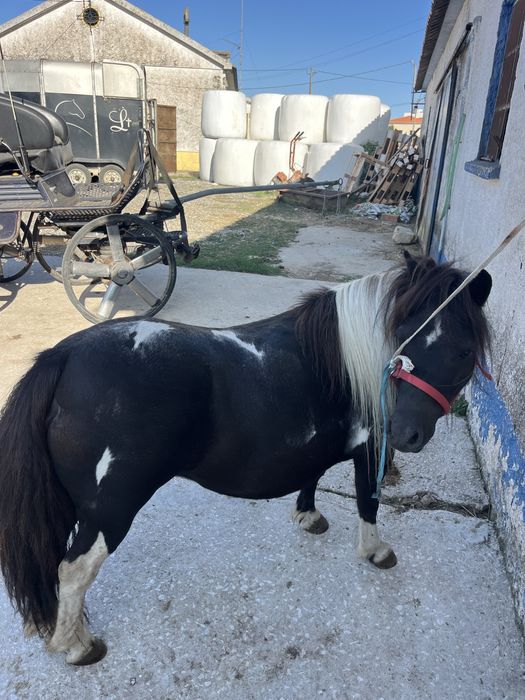 Ponei femea mini