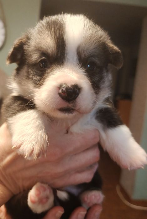Welsh corgi pembroke