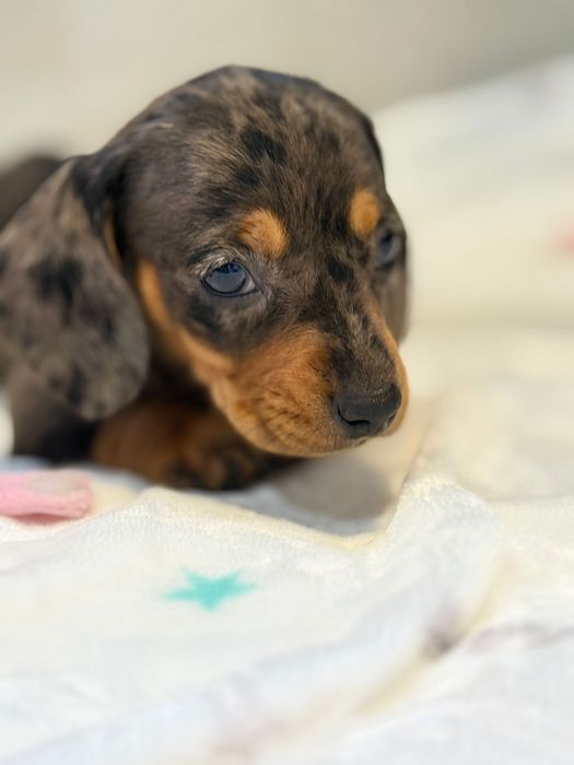 Teckel menina Arlequim miniatura