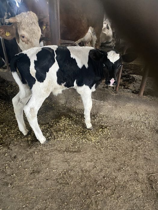 Sprzedam byczka czarno biały