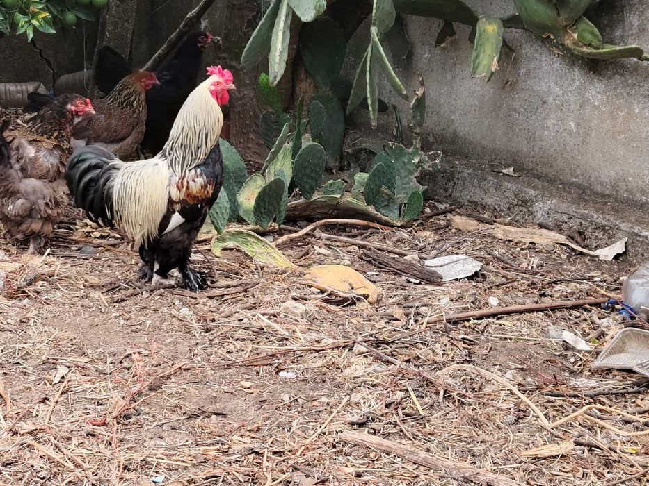 Galo Brahma x black