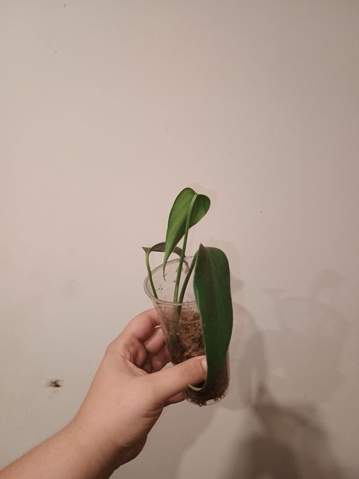 Monstera burle Marx flame