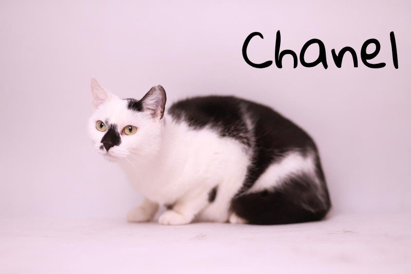 Hej, to ja Łatka - wesoła, ciekawska i zabawowa