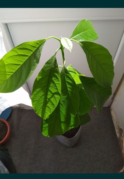 Авокадо дерево в горшке интерьрное растение 68см