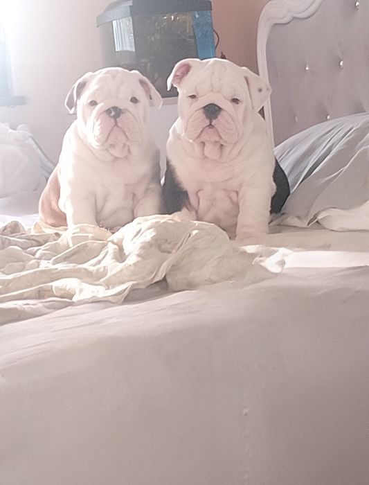 Ценята Англійського Бульдога