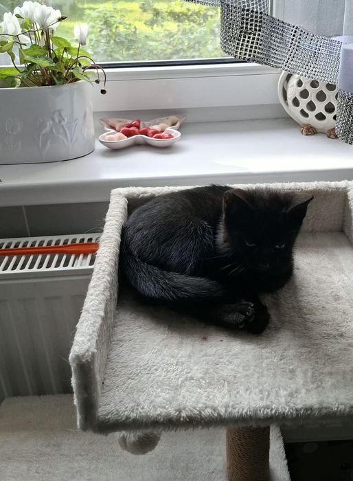 Oddam kotka w dobre ręce