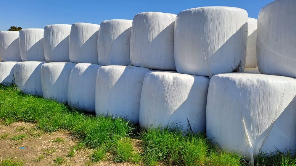 Fardos de feno80x90 e rolos de fenosilagem 

Feno de boa qualidade 
Dispomos de grandes quantidades, acesso à semi-reboques.