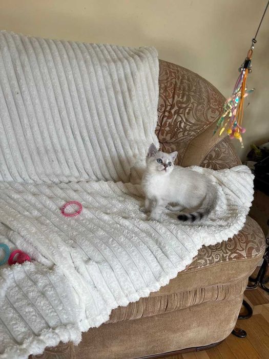 Срібний зеленоокий тікірований британець шиншила