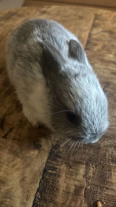 Coelhos anões bebes