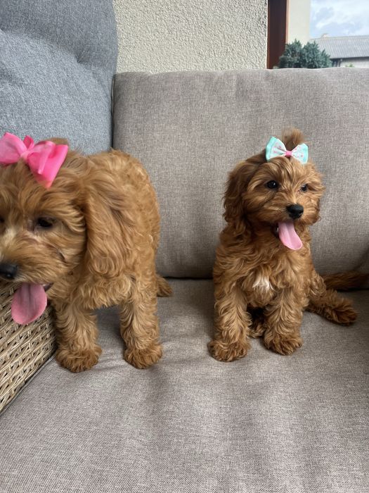 Suczka cavapoo gotowa do odbioru