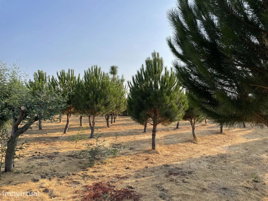 Terreno Agrícola para venda em Vila Verde, Seia