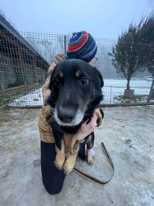 Lejek szuka domu schronisko Zgierz -aktualne