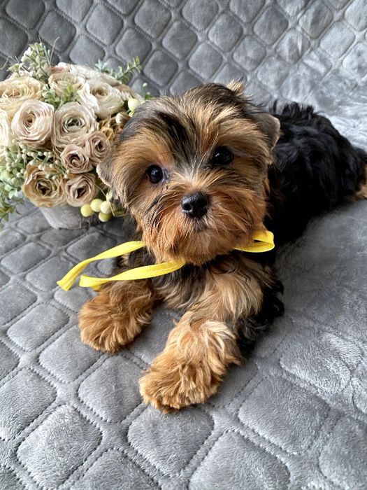 Йорки гарнесенькі