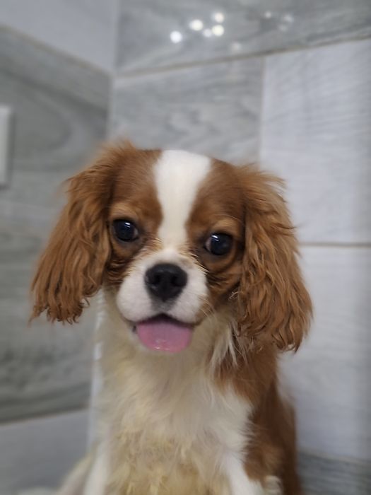 Cavalier King Charles Spaniel Pies