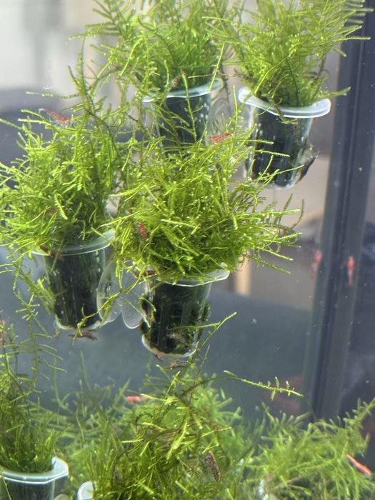 Kubeczek z mchem meacock moss