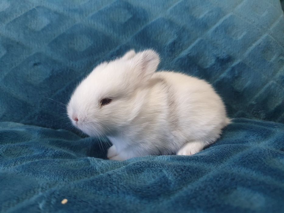 Coelhinhos bebés