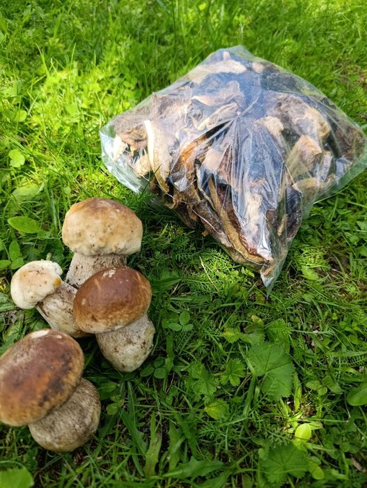 Grzyby suszone borowik prawdziwek