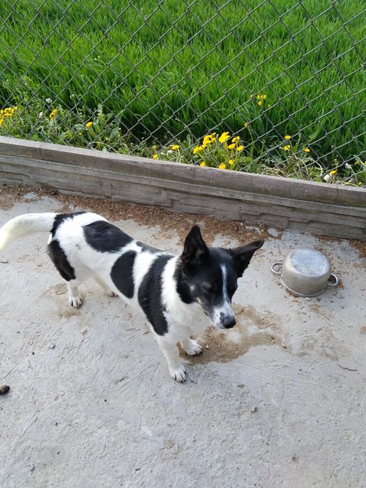 Oddam za darmo dwuletnią suczka