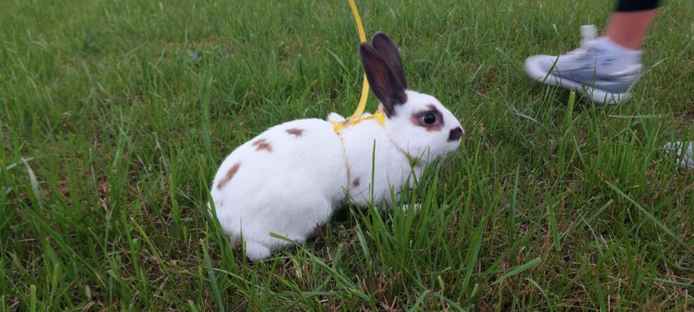 Декоративного кролика