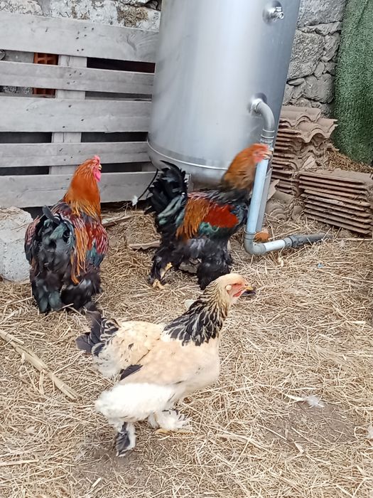 Galos brahmas  caseiros