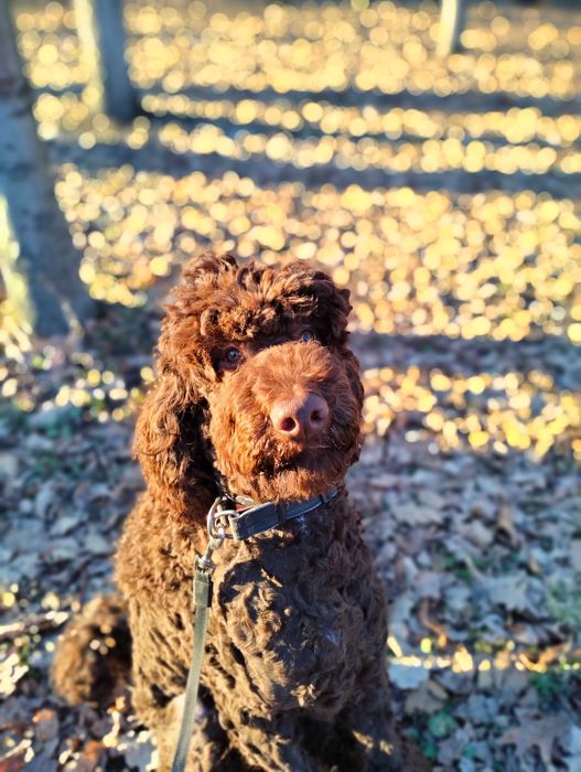 Королевский пудель