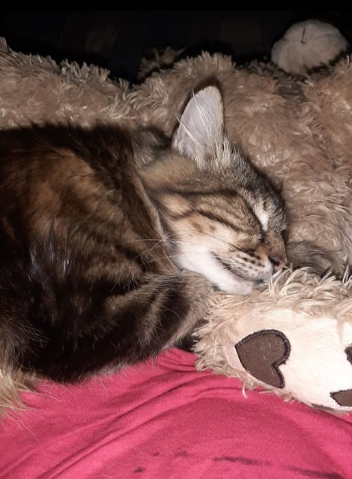 Нужна помощь для животных