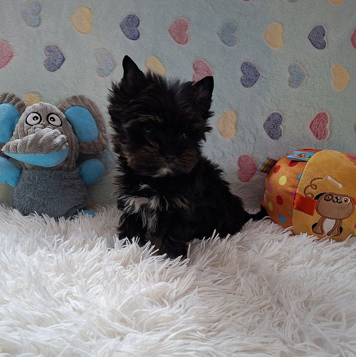 Maleńki  piesek Yorkshire Terrier Black And Tan.