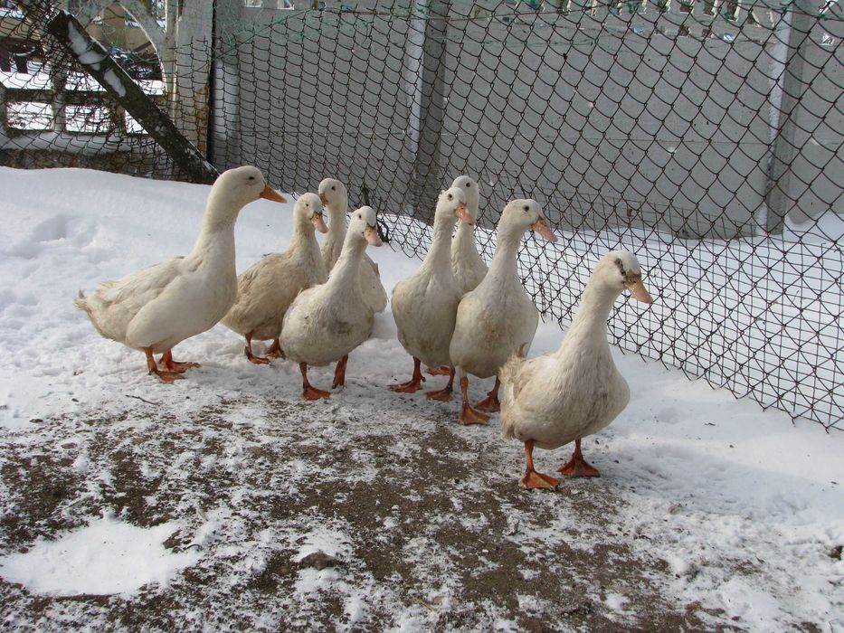 Инкубационное яйцо пекинской утки.