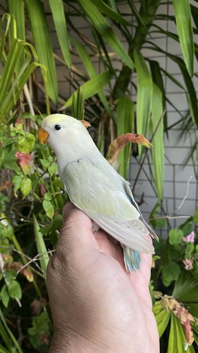 Agapornis domesticado