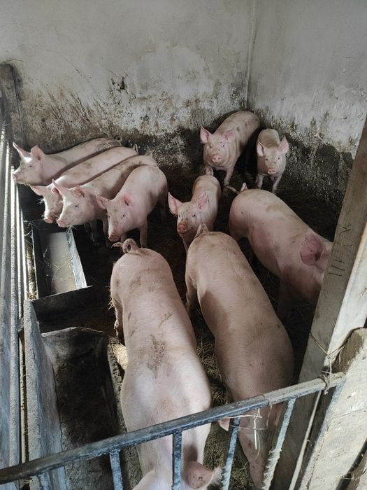 Продам свинятка на держаня
