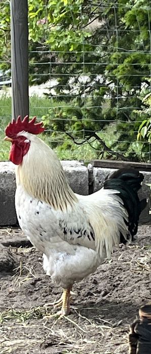 Sprzedam koguty dwuletnie