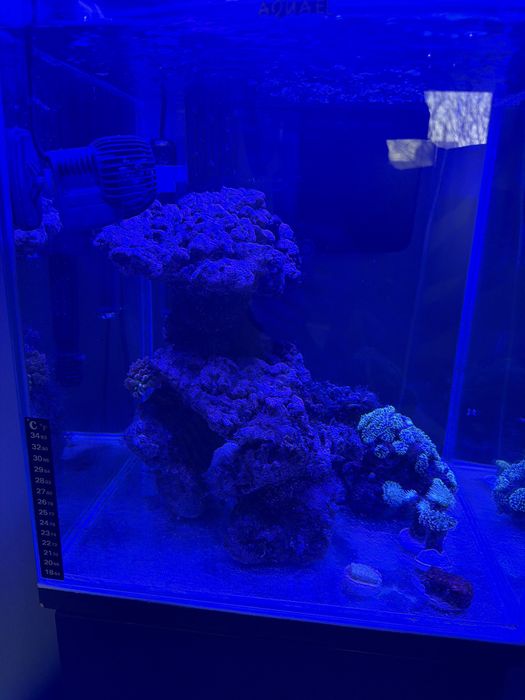 Akwarium morskie 49l