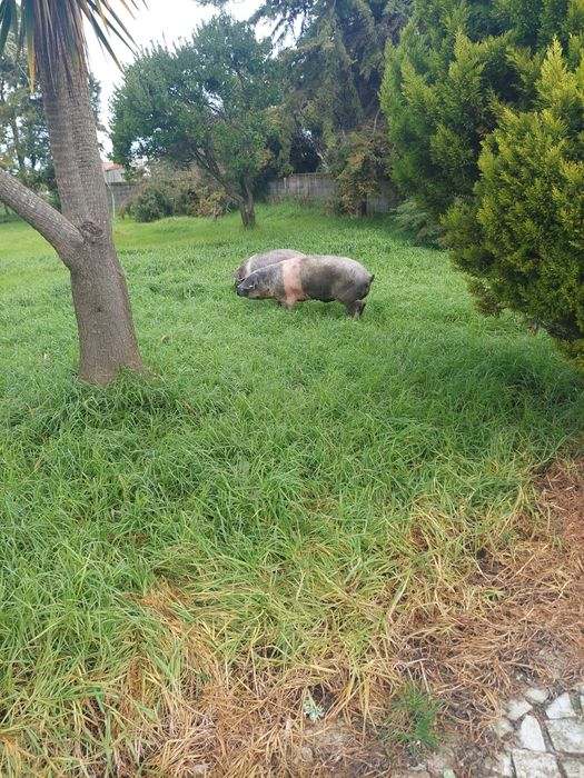 Porcos Bizaro adultos