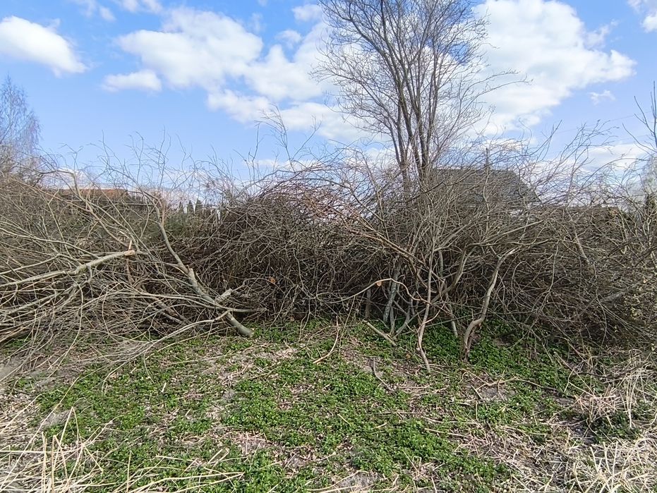 Oddam gałęzie i drzewo na rębak